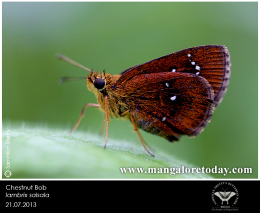 butterfly park belvai, Mangalore